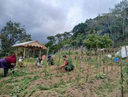 Sentuhan Babinsa Koramil 1407-20/Bontocani Di Kebun PKK Dukung Ketahanan Pangan Desa Bulusirua