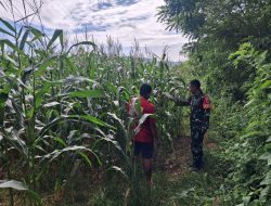 Pastikan Hasil Panen Maksimal, Babinsa Koramil 14/Libureng Kodim 1407/Bone Tinjau Pertumbuhan Jagung Di Tappale