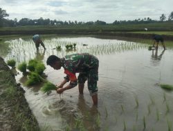 Target Panen Melimpah! Babinsa Koramil 09/Lappariaja Kodim 1407/Bone Turun Sawah Dampingi Petani