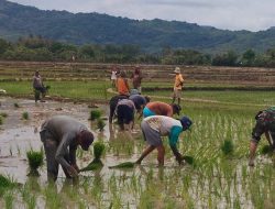 Babinsa Koramil 1407-19/Kahu Kawal Masa Tanam : Pastikan Ketahanan Pangan Desa Bontopadang