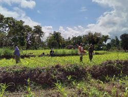 Babinsa Koramil 1407-09/Lapri Kawal Pemupukan Jagung, Pastikan Hasil Panen Melimpah Di Desa Liliriattang