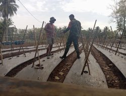 Babinsa Koramil 1407-14/Libureng Dampingi Petani Pasang Mulsa Tanaman Cabai