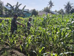 Babinsa Koramil 1407-05/ Ulaweng-Amali Kawal Ketahanan Pangan : Pastikan Tanaman Jagung Warga Tumbuh Subur