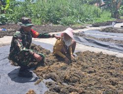 Dukung Ekonomi Pesisir, Babinsa Koramil 1407-03/Cenrana Pastikan Kualitas Rumput Laut Desa Pusungnge