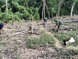 Ringankan Beban Petani, Babinsa Koramil 06/Awangpone Pelopori Gotong Royong Tanam Jagung