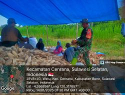 Wujud Dukungan Swasembada Pangan, Babinsa Koramil 03/Cenrana Kawal Panen Jagung Di Awang Pasareng
