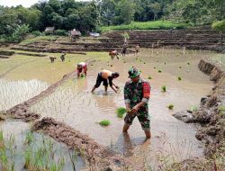 Kawal Swasembada Pangan, Babinsa Koramil 1407-20/Bontocani Dampingi Proses Tanam Padi