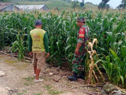 Pastikan Hasil Panen Maksimal, Babinsa Koramil 1407-05/Ulaweng Cek Perkembangan Jagung Di Pallawarukka