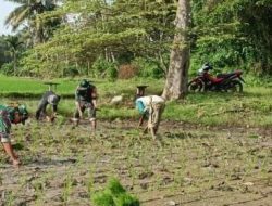 Sinergi Di Lumpur Sawah, Aksi Babinsa Koramil 1407-12/Cina Dampingi Petani Awo Percepat Masa Tanam
