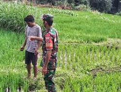 Wujud Nyata Kemanunggalan, Babinsa Koramil 1407-20/Bontocani Turun Ke Sawah Pastikan Padi Tumbuh Perkasa