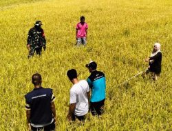 Hitung Potensi Hasil Bumi, Babinsa Koramil 1407-18/Kajuara Dan PPL Laksanakan Pengambilan Ubinan Padi Di Desa Gona
