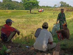 Babinsa Koramil 17/Salomekko Manfaatkan Waktu Istirahat Panen Untuk Pererat Silaturahmi