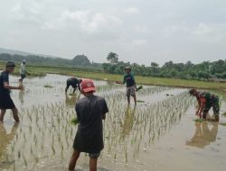 Misi Swasembada Pangan, Babinsa Koramil 20/Bontocani Turun Sawah Tanam Padi Bersama Warga