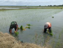 Tingkatkan Hasil Panen, Babinsa Koramil 1407-02/Dua Boccoe Bantu Proses Pindah Tanam Padi Milik Warga