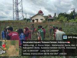 Gona Panen Raya! Danramil 1407-18/Kajuara Bersama Tripika Petik Hasil Cabe Kelompok Tani Andalan