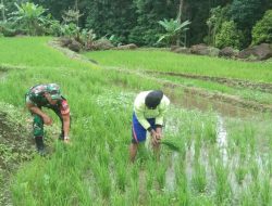 Perang Lawan Gulma! Sinergi Babinsa Koramil 1407-20/Bontocani Dan Petani Erecinnong Optimalkan Hasil Panen