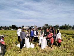 Turun Langsung Ke Sawah, Babinsa Koramil 1407-18/Kajuara Pastikan Setiap Bulir Padi Petani Gona Terjaga