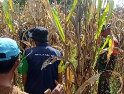 Bahu Membahu Di Ladang Jagung : Potret Kemanunggalan Babinsa Koramil 1407-19/Kahu Bersama Warga