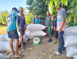 Pastikan Hasil Panen Terserap Maksimal, Babinsa Koramil 1407-18/Kajuara Pantau Penjualan Gabah Di Desa Gona