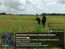 Dukung Swasembada Pangan, Babinsa Koramil 1407-03/Cenrana Pantau Tanaman Padi Petani