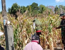 Sinergi Di Ladang Jagung, Babinsa Dua Boccoe Kodim 1407/Bone Pastikan Hasil Panen Warga Madello Maksimal