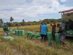 Dampingi Petani, Babinsa Kodim 1407/Bone Koramil 17/Salomekko Sukseskan Panen Padi Di Kelurahan Pancaitana