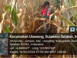 Pastikan Tanaman Tumbuh Subur, Koramil 1407-05/Ulaweng Intensifkan Pemantauan Lahan Warga