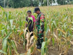 Pastikan Tanaman Tumbuh Subur, Babinsa Ulaweng Kodim 1407/Bone Monitoring Lahan Jagung Di Dusun Pakkasalo