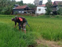 Kawal Swasembada Pangan, Babinsa Koramil 1407-03/Cenrana Pantau Pertumbuhan Padi Di Pacubbe