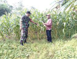 Babinsa Koramil 14/Libureng Kodim 1407/Bone Pastikan Pertumbuhan Jagung Maksimal Demi Swasembada Pangan