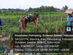 Babinsa Koramil 1407-19/Kahu : Kawal Stabilitas Pangan Mulai Dari Kebun Cabai Desa Massila