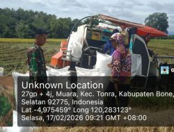 Babinsa Koramil 1407-16/Tonra : Pastikan Hasil Panen Padi Di Desa Muara Melimpah Dan Maksimal