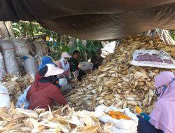 Dukung Swasembada Pangan, Babinsa Kodim 1407/Bone Koramil 05/Ulaweng Kodim Bone Dampingi Petani Ulaweng Cinnong Panen Jagung