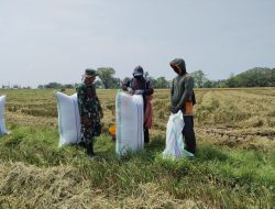 Kawal Lumbung Pangan : Babinsa Koramil 1407-03/Cenrana Turun Sawah Dampingi Panen Padi Di Tanjonge