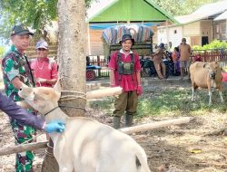 Lindungi Aset Peternak, Babinsa Koramil 1407-15/Mare Kawal Vaksinasi Sapi Di Desa Data
