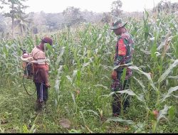 Babinsa Koramil 1407-14/Libureng Laksanakan Pendampingan Pertanian Di Desa Poleonro : Fokus Pengendalian Hama