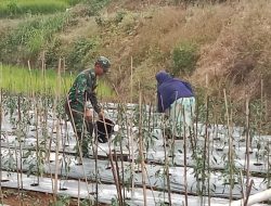 Kawal Harga Cabai! Babinsa Bontocani Kodim 1407/Bone Turun Langsung Bantu Perawatan Kebun Warga