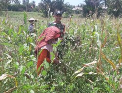 Dukung Ekonomi Kerakyatan, Babinsa Koramil 19/Kahu Kodim 1407/Bone Pastikan Panen Kacang Tanah Desa Nusa Berjalan Lancar