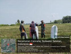 Babinsa Labotto Koramil 1407-03/Cenrana Laksanakan Pengawasan Dan Pendampingan Panen Padi Di Wilayah Binaan