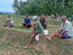 Optimalkan Sektor Pertanian, Babinsa Koramil 1407-19/Kahu-Patimpeng Kodim Bone Edukasi Petani Di Desa Masago