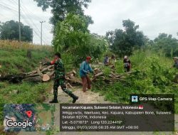 Aksi Tanggap Babinsa Kajuara Kodim 1407/Bone Evakuasi Pohon Tumbang Demi Kelancaran Lalu Lintas
