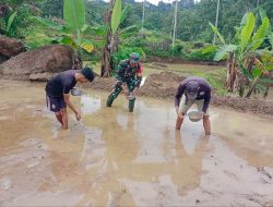 Babinsa Koramil 1407-20/Bontocani Turun Ke Sawah : Kawal Awal Musim Tanam Padi Di Kelurahan Kahu