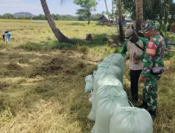 Babinsa Koramil 16/Tonra Kodim 1407/Bone Pastikan Hasil Panen Padi Di Dusun Biccoing Melimpah