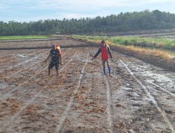 Wujud Nyata Kemanunggalan, Babinsa Dua Boccoe Kodim 1407/Bone Dampingi Warga Rawat Lahan Pertanian