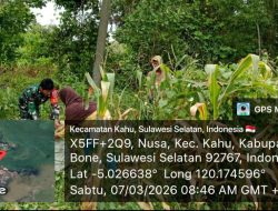 Wujud Nyata Kemanunggalan : Babinsa Koramil 19/Kahu Kodim 1407/Bone Turun Tangan Bantu Warga Desa Nusa Panen Jagung