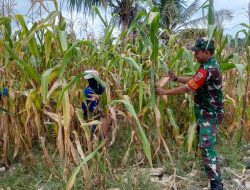 Babinsa Koramil 1407-05/Ulaweng Kodim Bone Pantau Langsung Dan Bantu Proses Panen Jagung Milik Warga