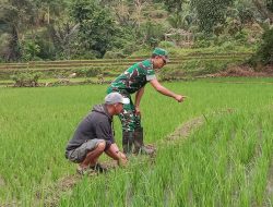 Babinsa Koramil 1407-20/Bontocani Laksanakan Monitoring Perkembangan Pertanian Di Kelurahan Kahu