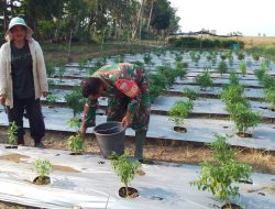 Bahu-Membahu Di Ladang, Babinsa Koramil 03/Cenrana Kodim 1407/Bone Pastikan Tanaman Cabai Warga Terawat Sempurna