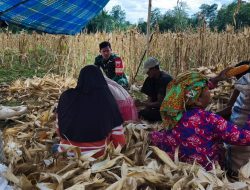 Komsos Sambil Ngupas Jagung : Kedekatan Tanpa Sekat Babinsa Koramil 1407-21/Palakka Dan Warga Tanah Tengngah