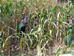 Langkah Sigap Babinsa Koramil 1407-15/Mare Kodim Bone Dampingi Petani Mare Sejak Tanam Hingga Panen